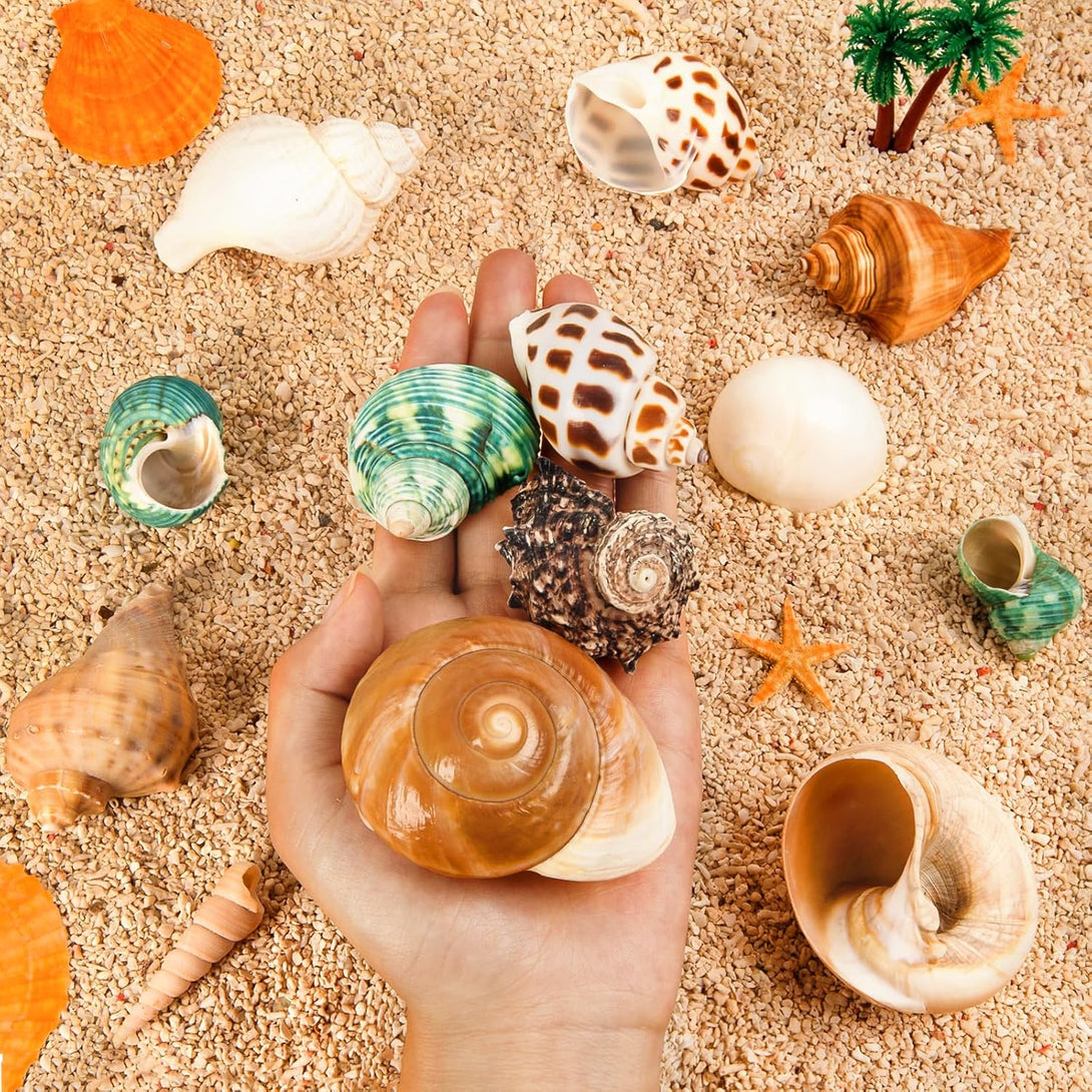 12PCS Hermit Crab Shells | Natural Sea Conch Size 1.6"-3.2" | Growth Turbo for Small to Medium and Large Crabs, Saltwater Hermit Crab Supplies and Sea Shell for Beach Decor