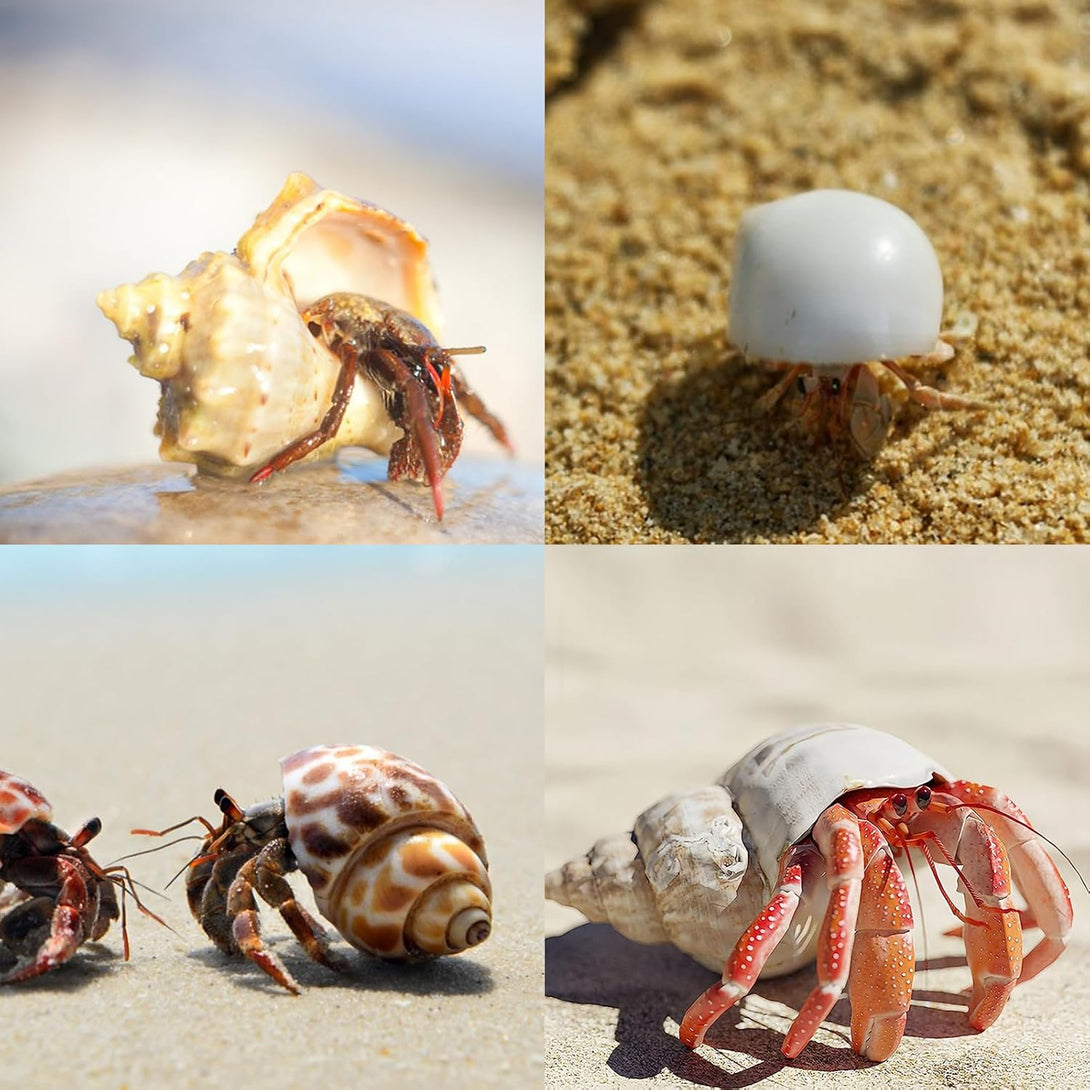 12PCS Hermit Crab Shells | Natural Sea Conch Size 1.6"-3.2" | Growth Turbo for Small to Medium and Large Crabs, Saltwater Hermit Crab Supplies and Sea Shell for Beach Decor