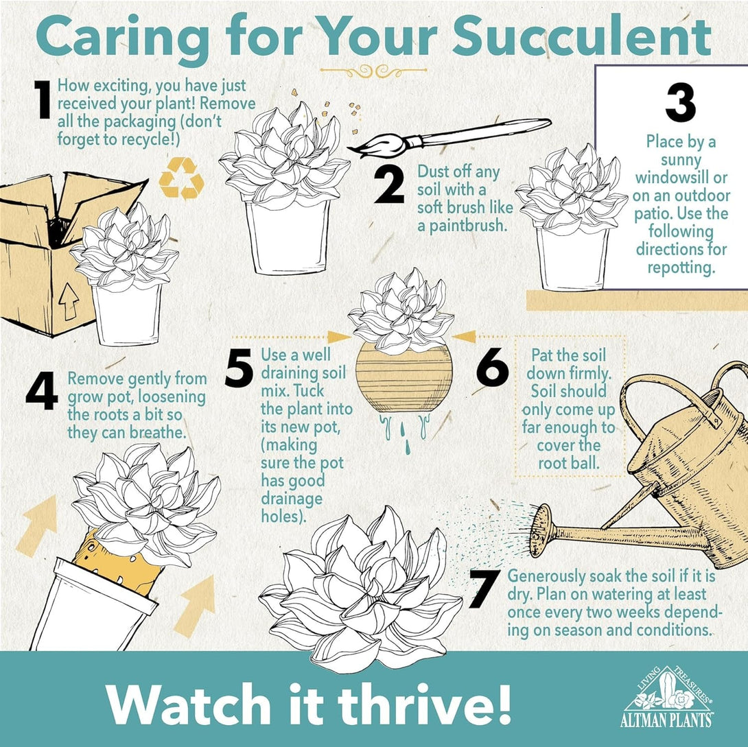 Altman Plants, Live Snake Plant, Sansevieria Trifasciata Superba, Fully Rooted Indoor House Plant in Pot, Mother in Law Tongue Sansevieria Plant, Potted Succulent Plant, Houseplant in Potting Soil